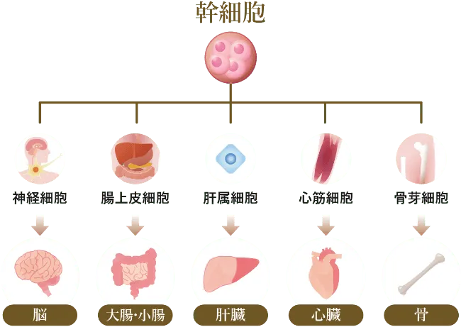 幹細胞療法