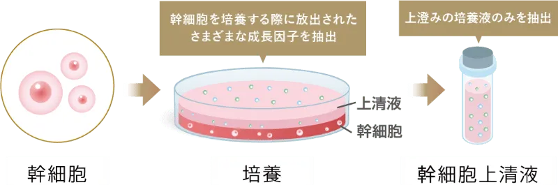 幹細胞上清液